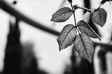 grayscale photo of leave thumbnail