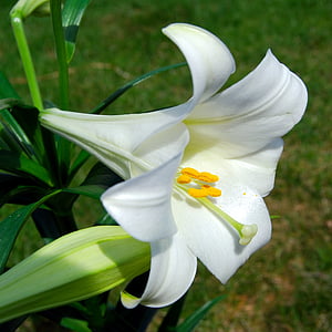white lily flower in close up photography thumbnail