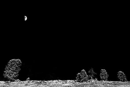 landscape, night, dark, trees thumbnail