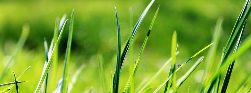 closeup photo of green grass thumbnail