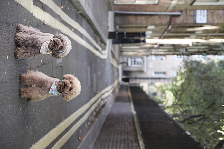 two puddle on street thumbnail