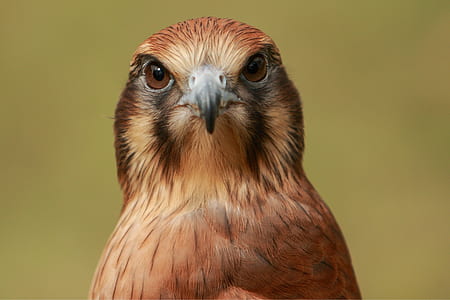 Golden eagle thumbnail