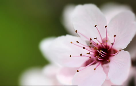 macro photography of white flower thumbnail