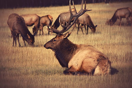 brown deer laying down on brown grass thumbnail
