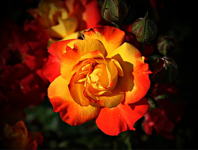 close-up photography of yellow and red flower thumbnail