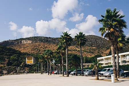 Palm trees in Spain thumbnail