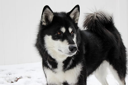 black and white dog on the snow thumbnail