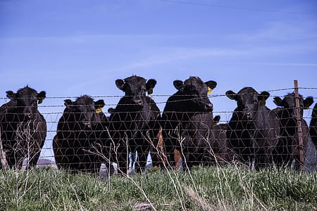 landscape, field, countryside, agriculture thumbnail