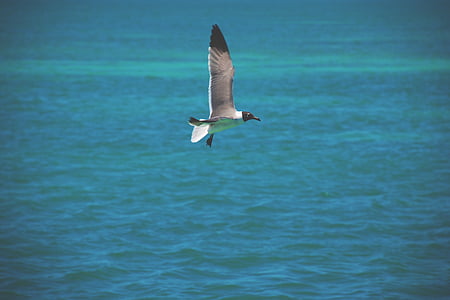 gray bird flying on the sky during daytime thumbnail