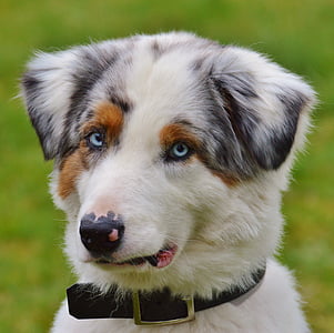 red merle Australian shepherd puppy thumbnail