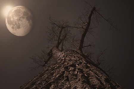low angle view of leafless tree thumbnail