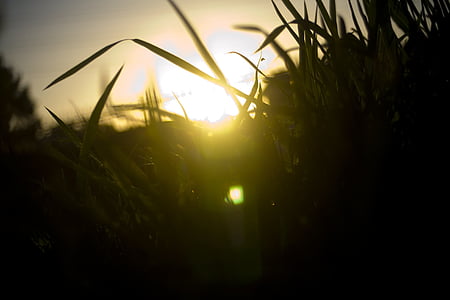 silhouette of grasses against the sun photography thumbnail