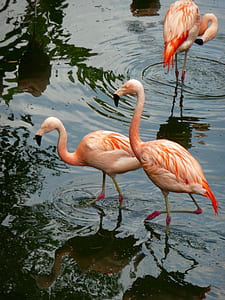 three flamingos on body of water thumbnail