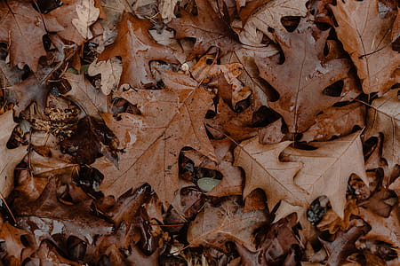 Autumn walk to the forest in foggy weather thumbnail