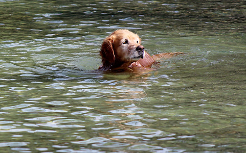 brown puppy swimming in water thumbnail