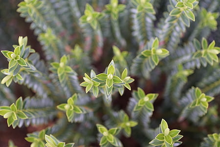 green leaf plant focus photography thumbnail