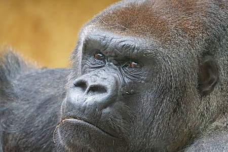 black gorilla close-up photo during daytime thumbnail