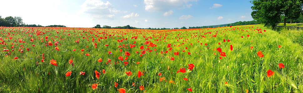 red flowers field blooming during daytime thumbnail