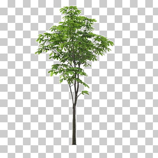Landscape Tree, Landscape foreground tree, photo of green leafed tree with blue background PNG clipart