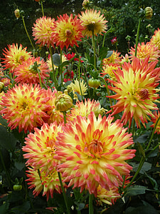 As Lien, Flowers thumbnail