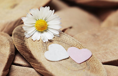 white ox-eyed daisy on brown slab thumbnail