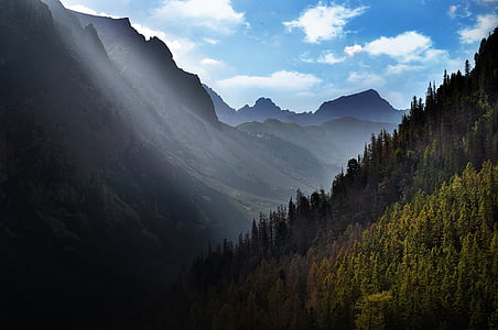 forest under white and blue sky thumbnail