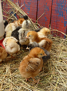 chicken chicks thumbnail
