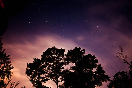 silhouette of tree against purple skies thumbnail