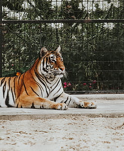 tiger on gray concrete floor thumbnail
