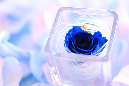 blue rose in case thumbnail