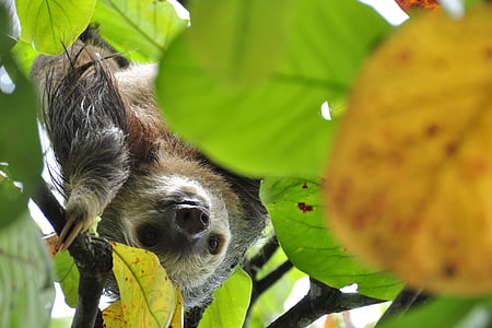 shallow focus photo of sloth thumbnail