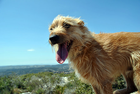 Dog panting on a hill thumbnail