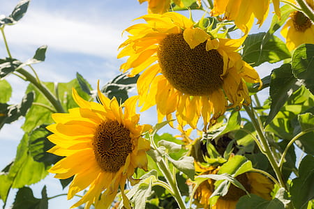 shallow focus photography of sunflowers thumbnail