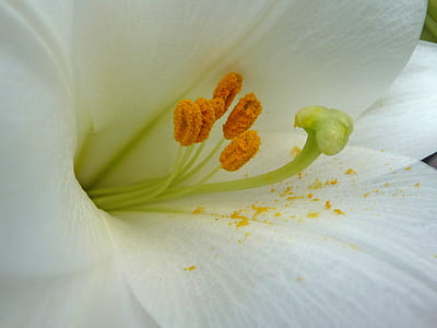 closeup photo of white petaled flower thumbnail