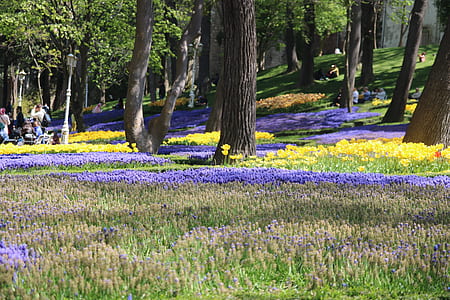 purple lavender flower field during daytime thumbnail