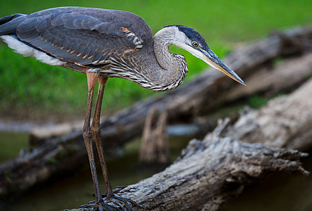 black and white ibis standing on wood thumbnail