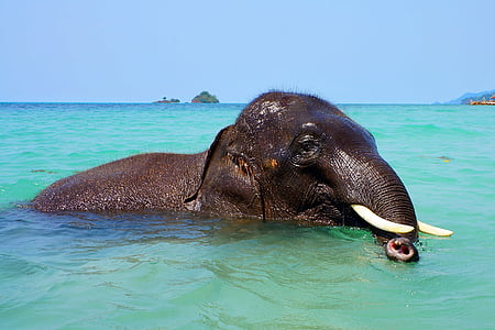 elephant in body of water thumbnail