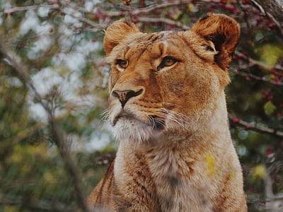 closeup photo of lioness thumbnail