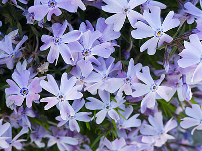 selective focus photo of purple petaled flowers thumbnail