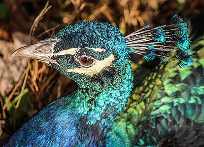 blue and green peacock close-up photo thumbnail