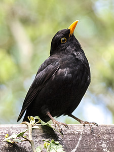 black bird with yellow beak perching on wooden surface thumbnail