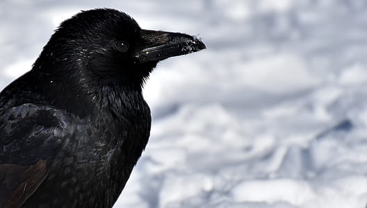shallow focus photography of crow thumbnail