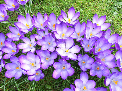 blooming purple crocus flowers thumbnail