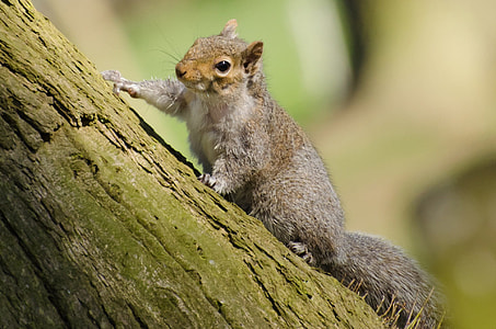 closeup photo of squirrel on tree thumbnail