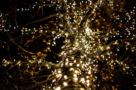 long exposure photography of white string lights on tree thumbnail