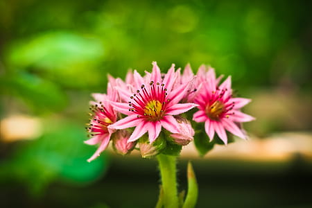 shallow focus photo of pink flowers thumbnail