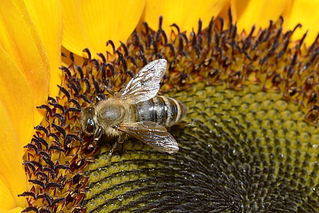 grey and yellow bee on yellow flower thumbnail