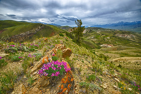 Flowers on the Mountain Ridge in Idaho thumbnail