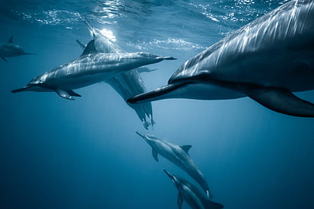 group of dolphins underwater photo thumbnail