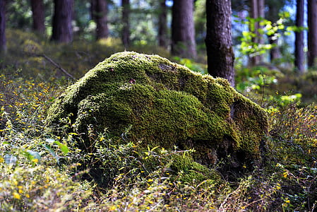 tilt shift photography of black rock with moss thumbnail
